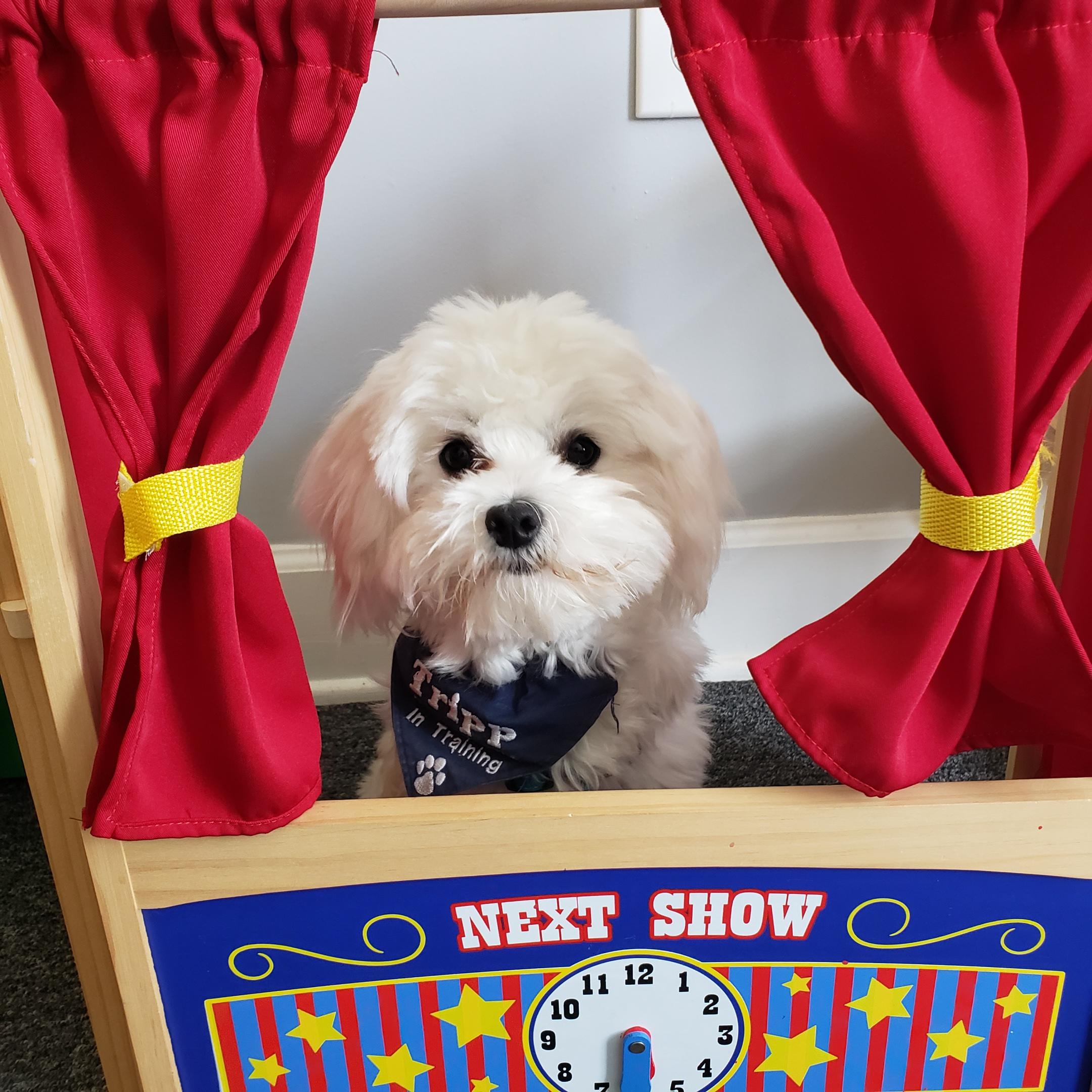 Tripp, Therapy Dog