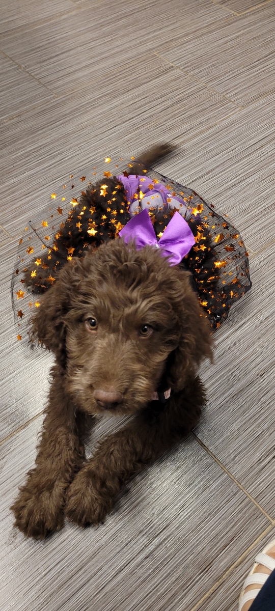 Jersey, one of my therapy dogs