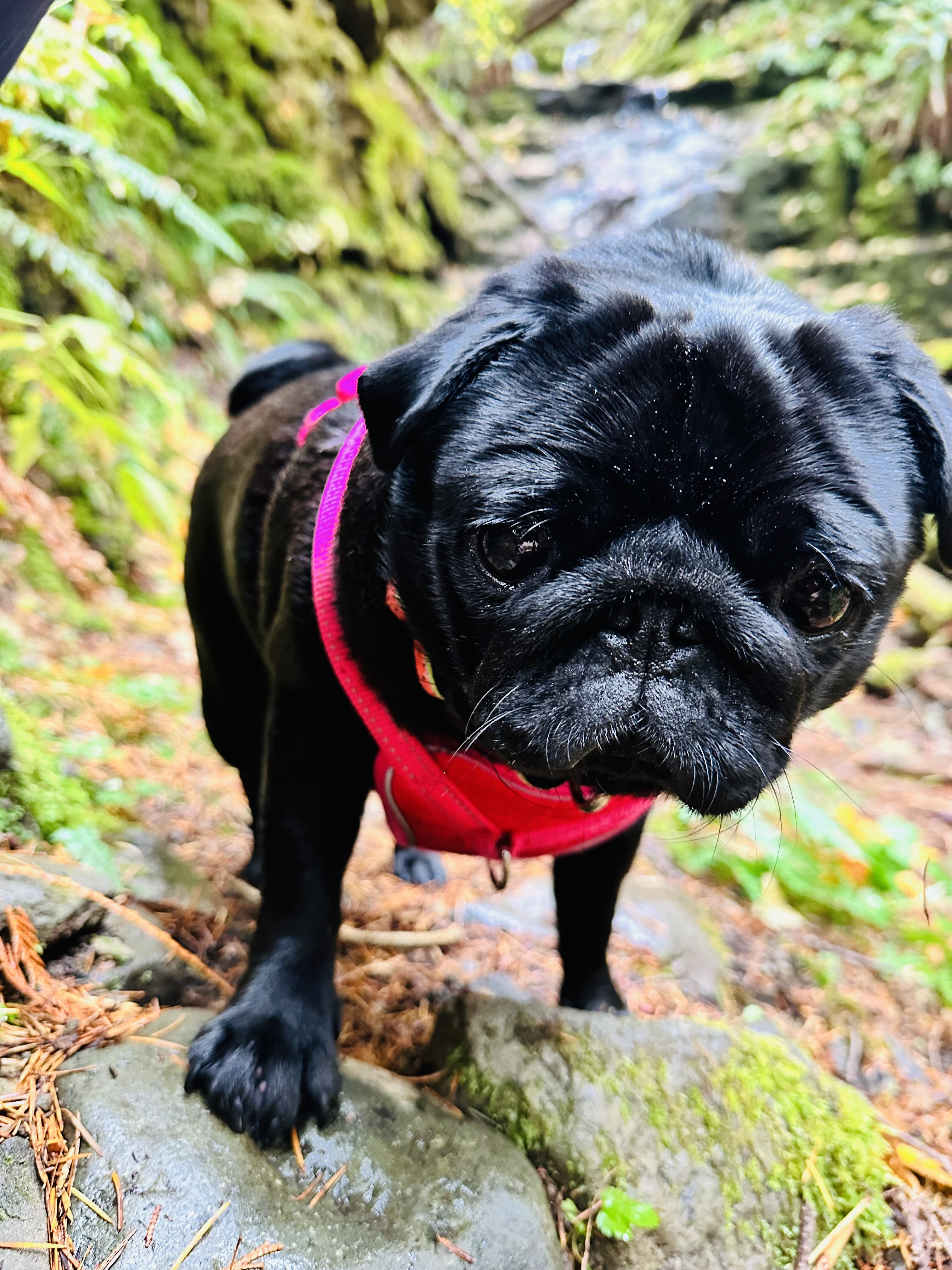 Frida May- therapy support staff