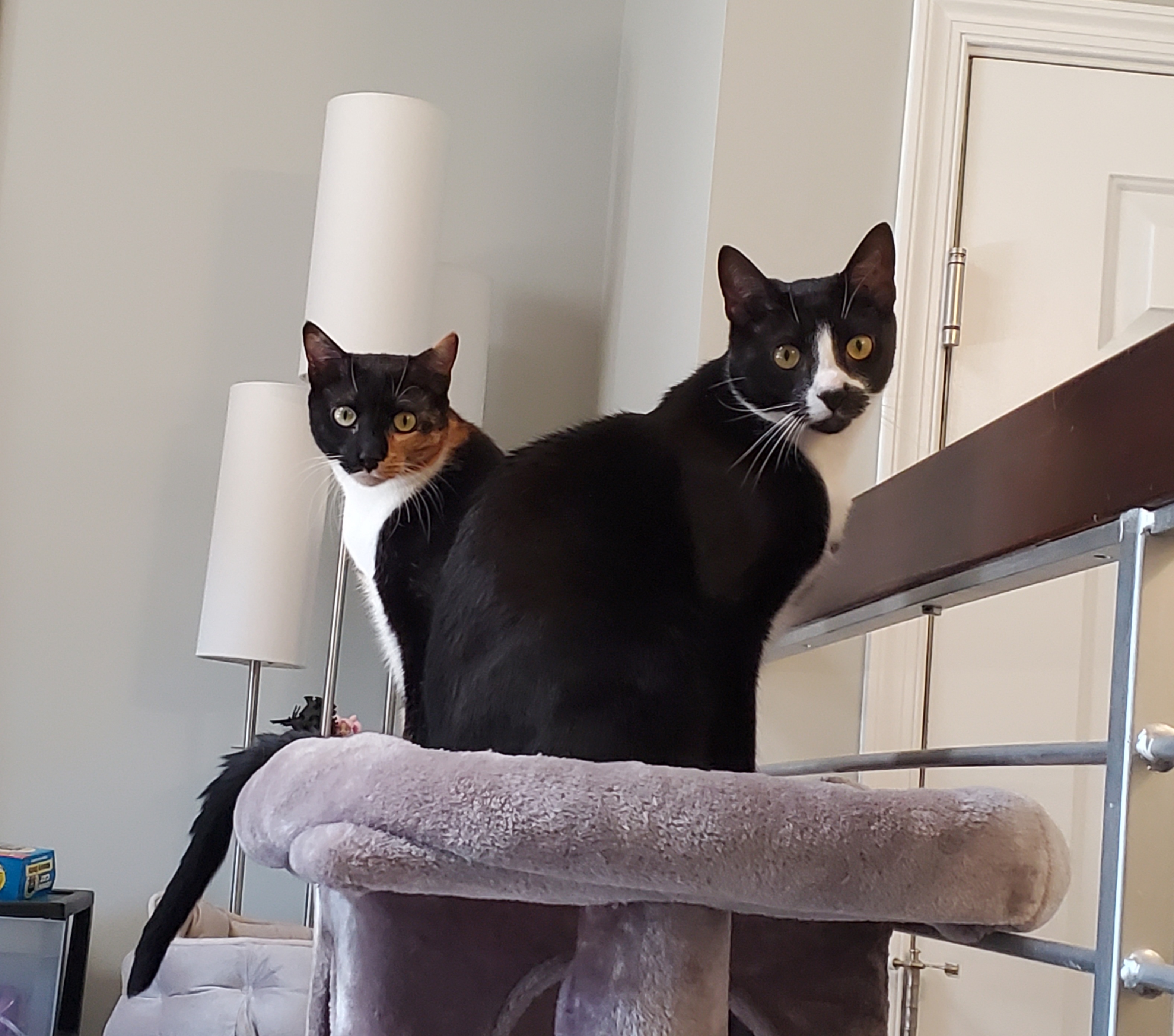My staff members, Cosmo and Luna. Do not worry, they are HIPAA Compliant.