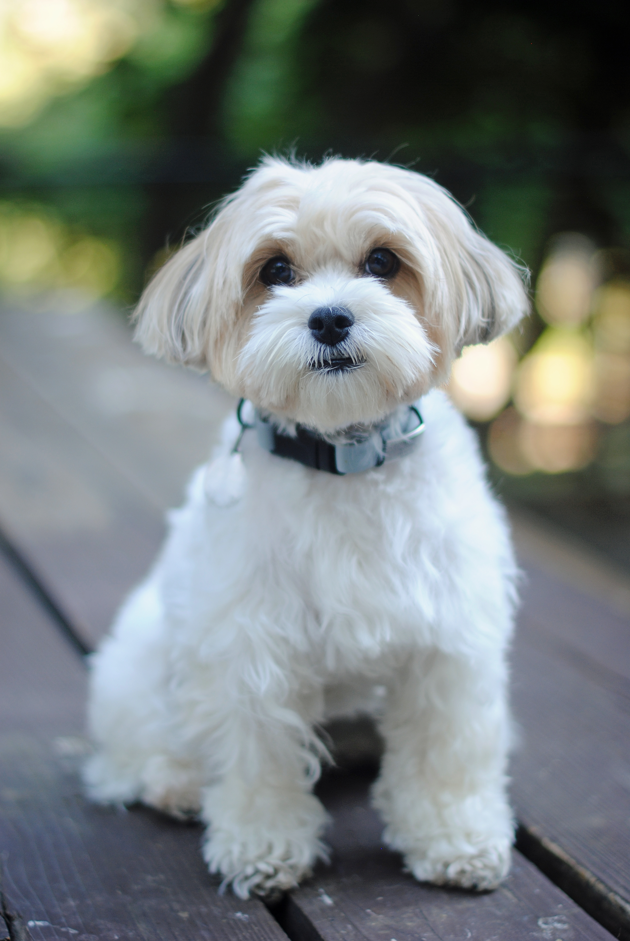 Therapy dog Yoko
