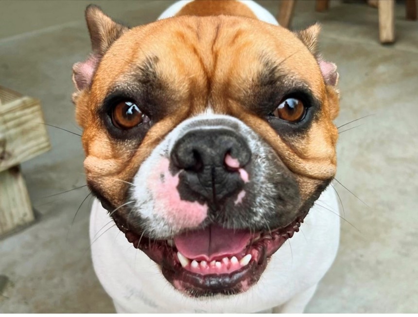 RENO Certified Cutie