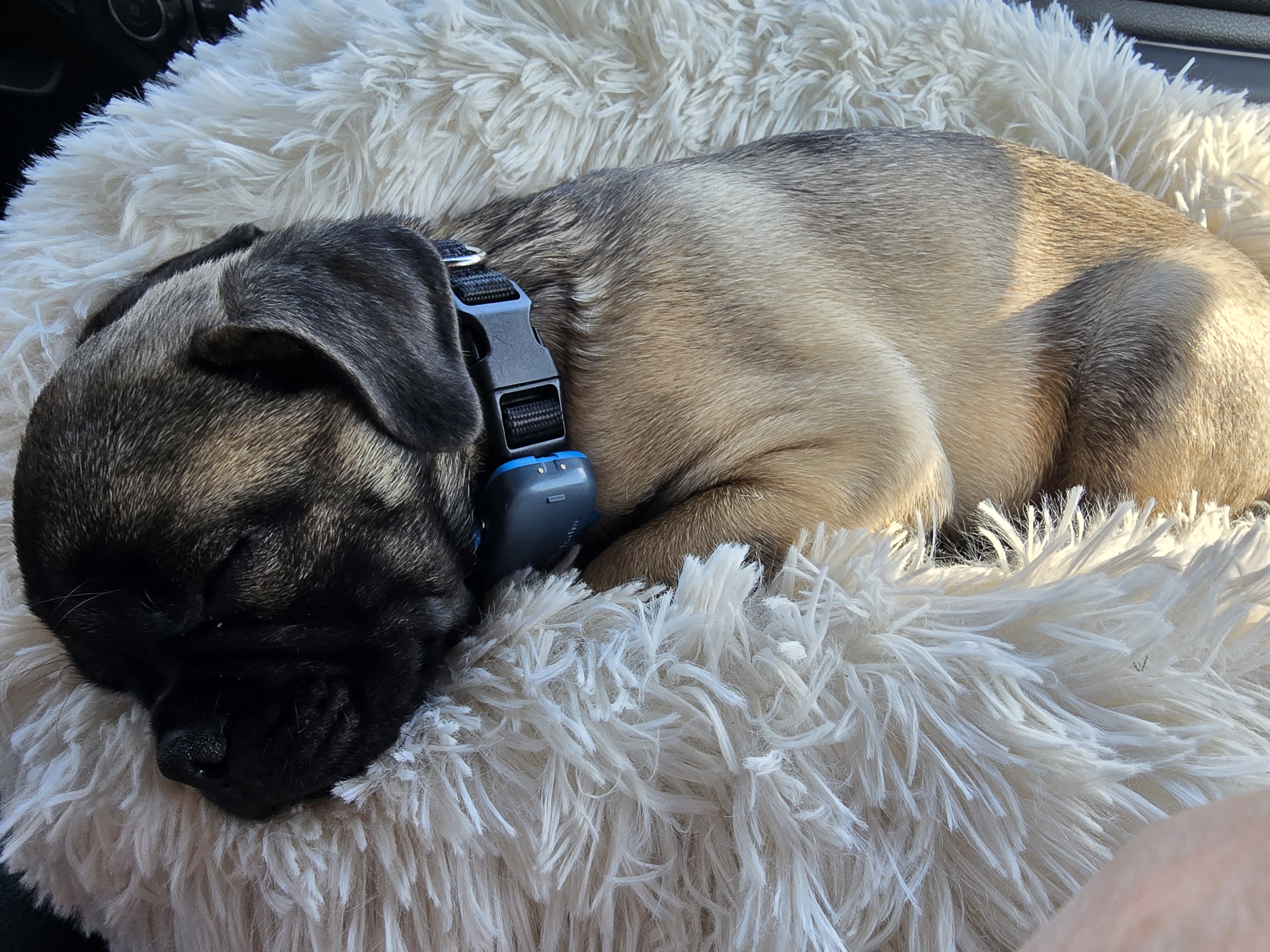 Therapy Dog Winchester
