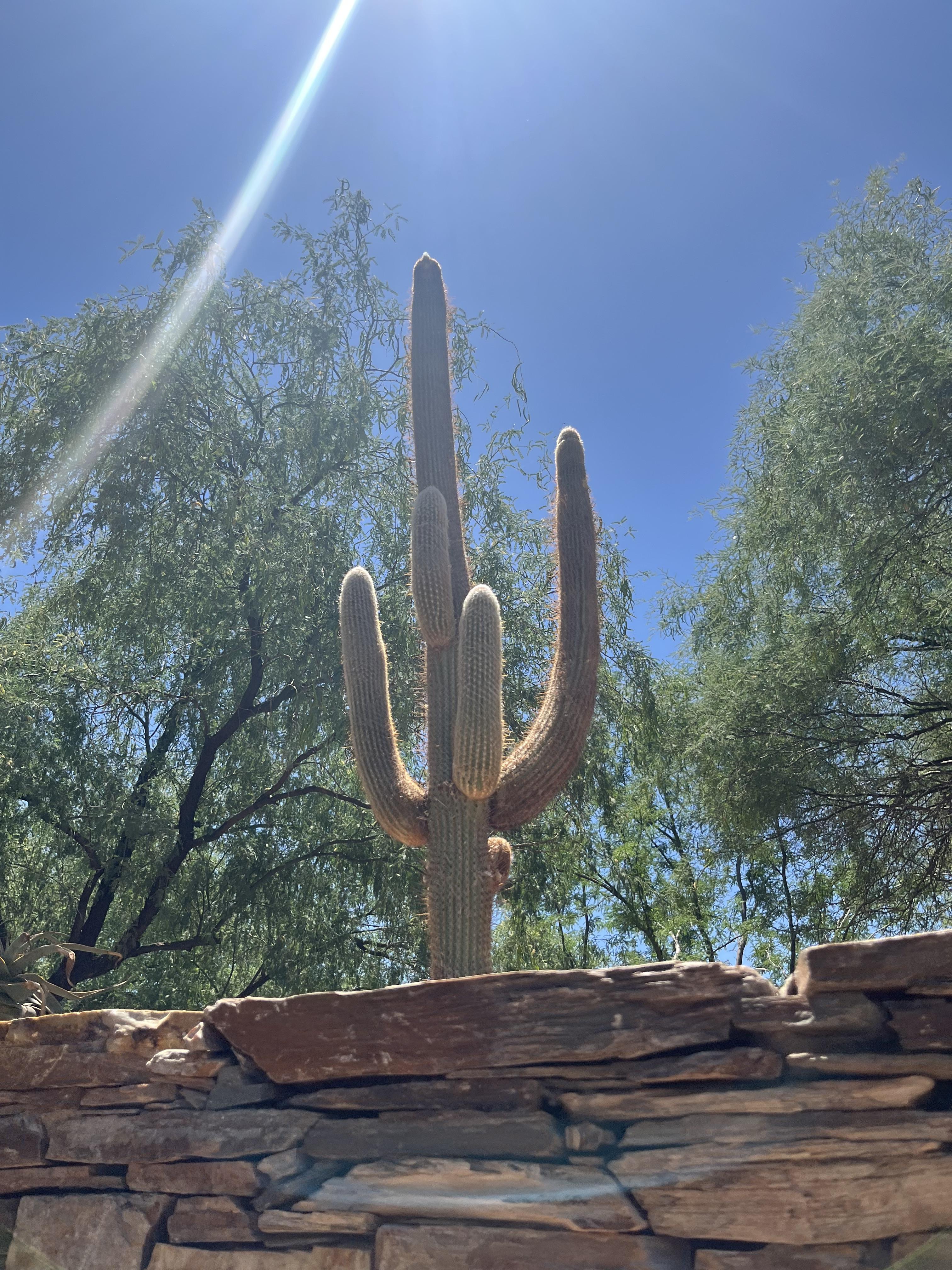 Beautiful cactus in AZ!