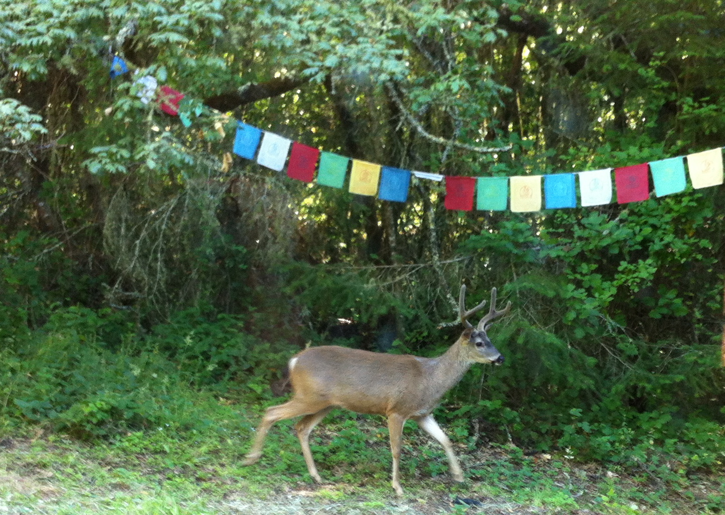 Deer Friend