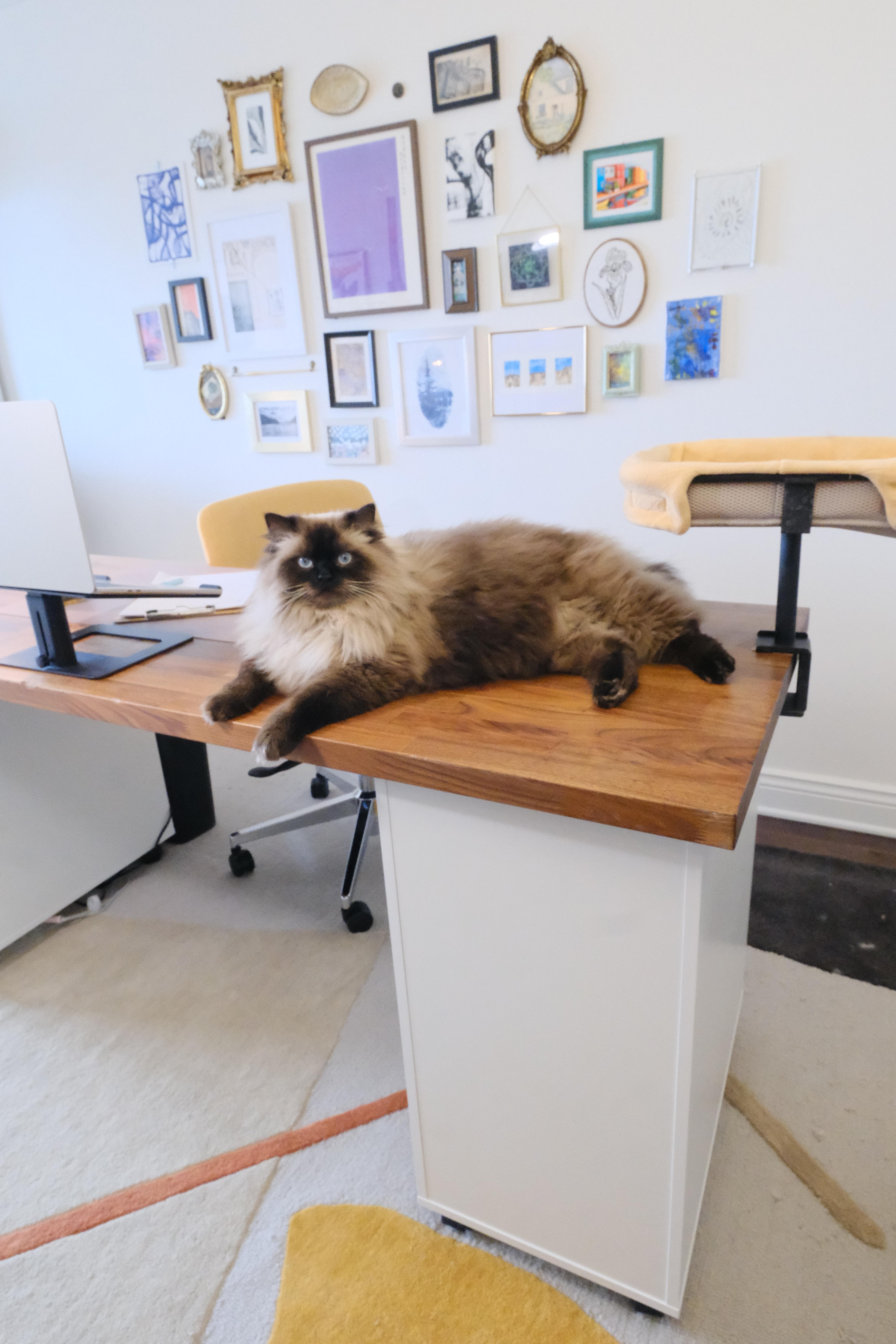 My cat, Maximus, might join us during a session. Don\'t worry, he promises to keep everything confidential!