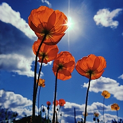 Main Profile Image - Diablo Valley Drug and Alcohol Services